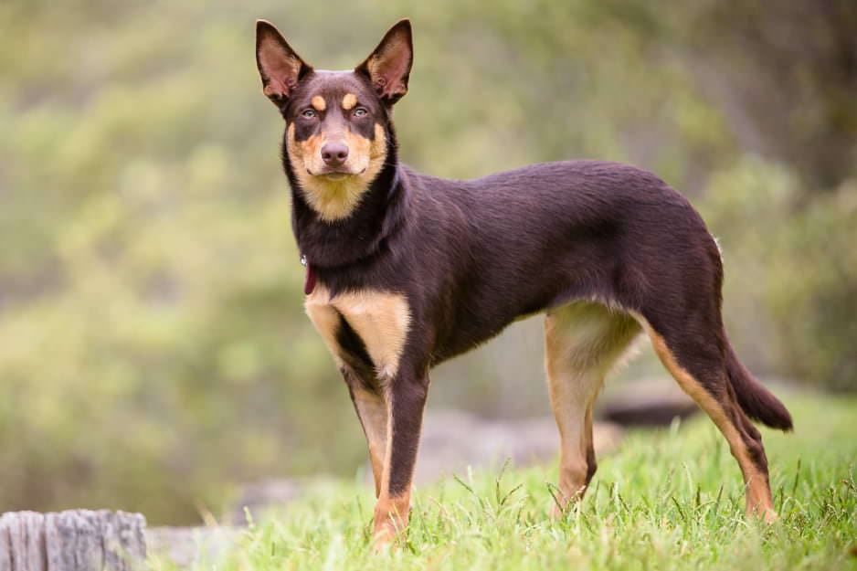 Bella the Kelpie